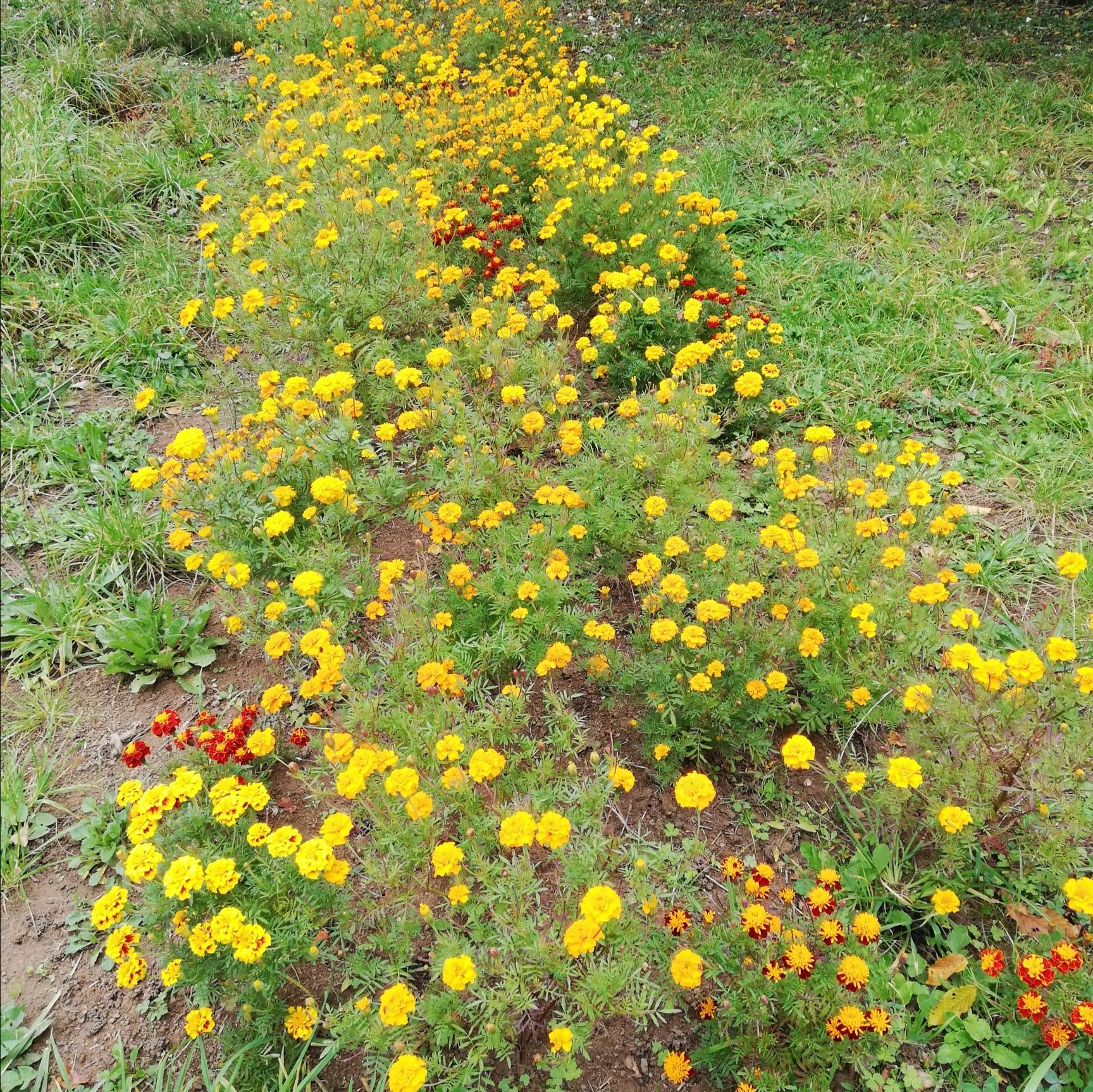 L'infusion d'œillet d’Inde (Tagetes) est reconnue pour ses bienfaits digestifs et relaxants, ainsi que pour ses propriétés antifongiques et apaisantes en cosmétique. Découvrez ses usages, précautions et contre-indications.