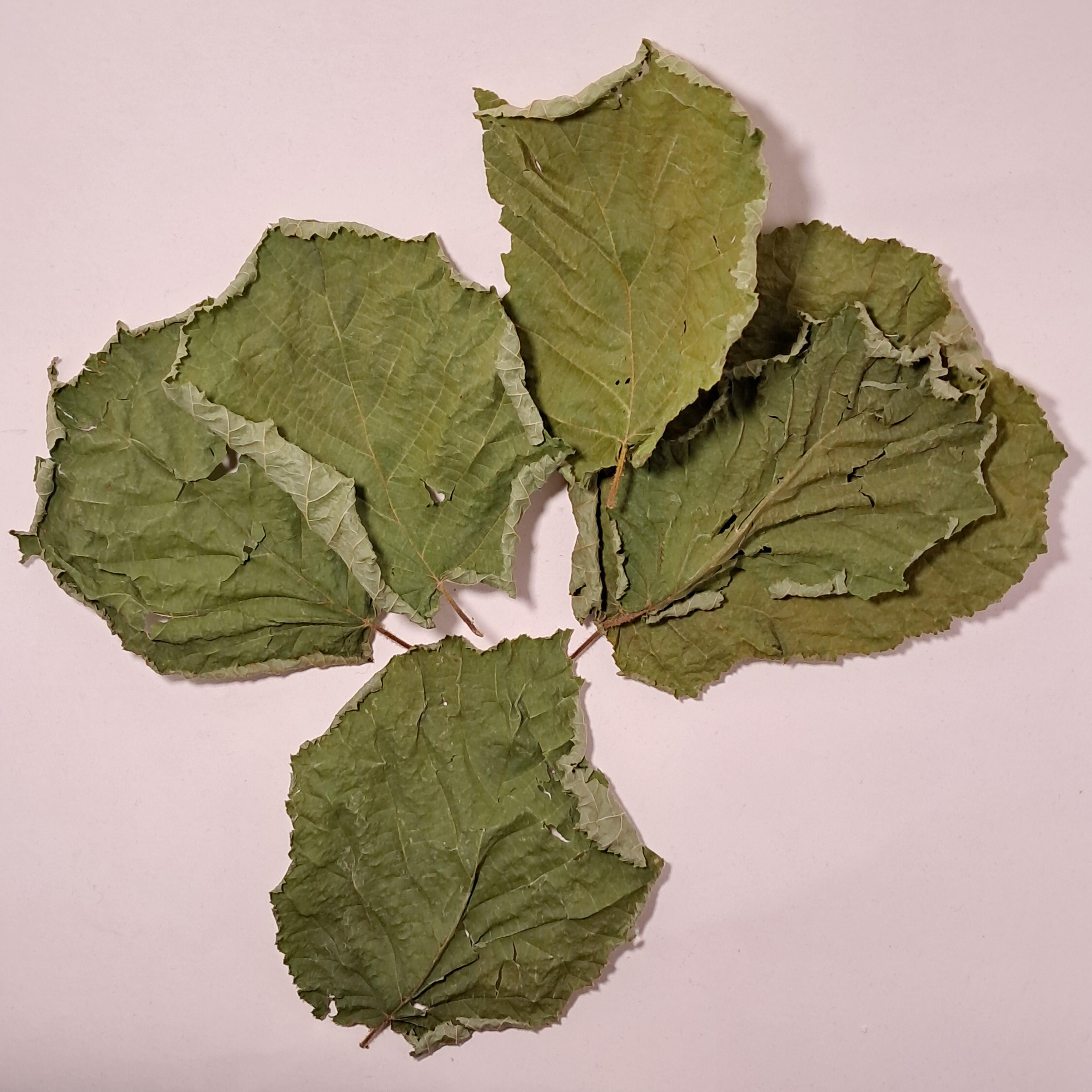 Infusion de feuilles de noisetier séchées, utilisée pour la circulation sanguine et le bien-être articulaire.