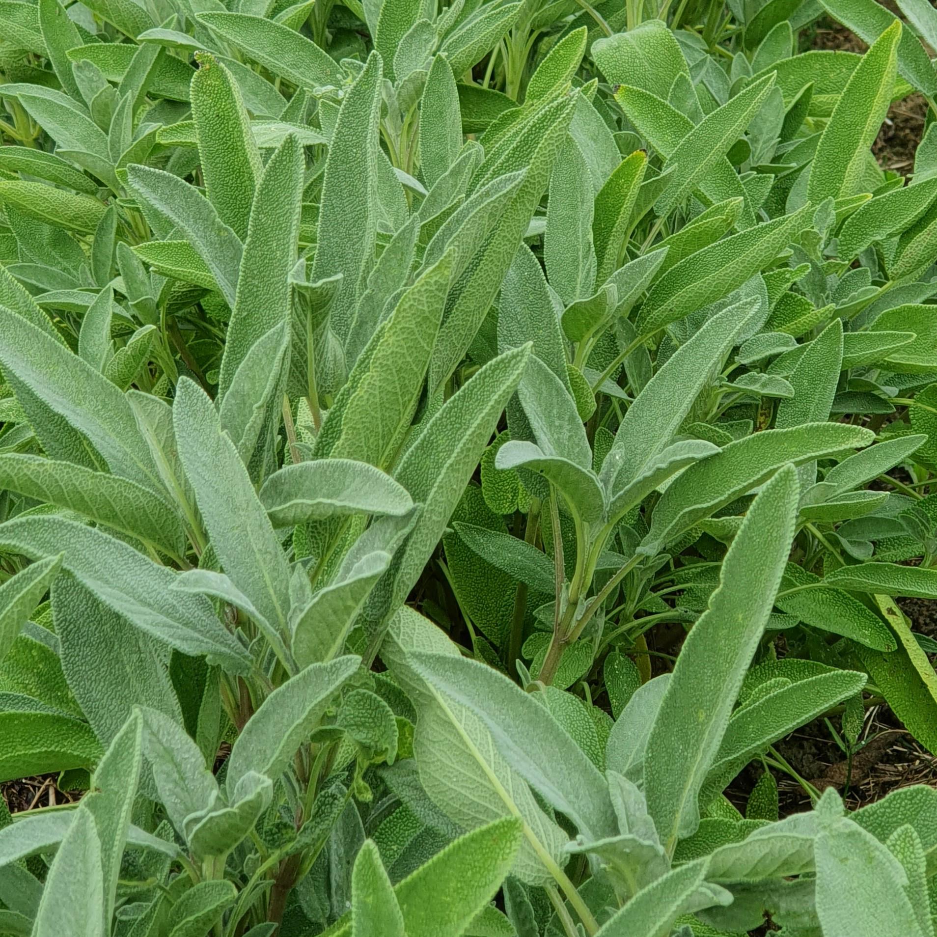 Découvrez les bienfaits de l’infusion de sauge officinale (Salvia officinalis) : digestion, ménopause, mémoire et défenses naturelles. Précautions et contre-indications à connaître.