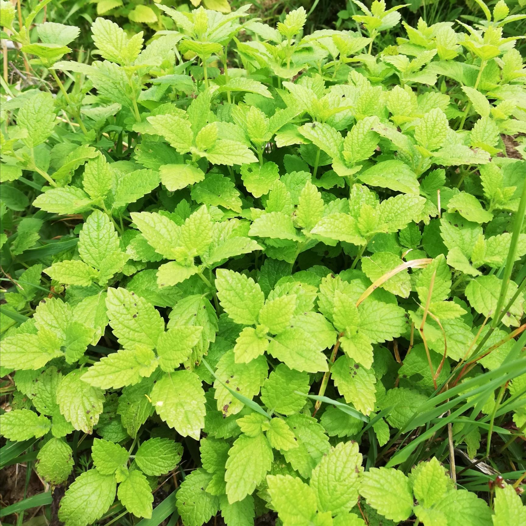 Découvrez les bienfaits de la Mélisse (Melissa officinalis) en infusion : relaxation, digestion, sommeil. Plante aux propriétés apaisantes reconnues en phytothérapie (EMA, ESCOP, ANSES). Idéale pour réduire le stress et favoriser la digestion naturellement.