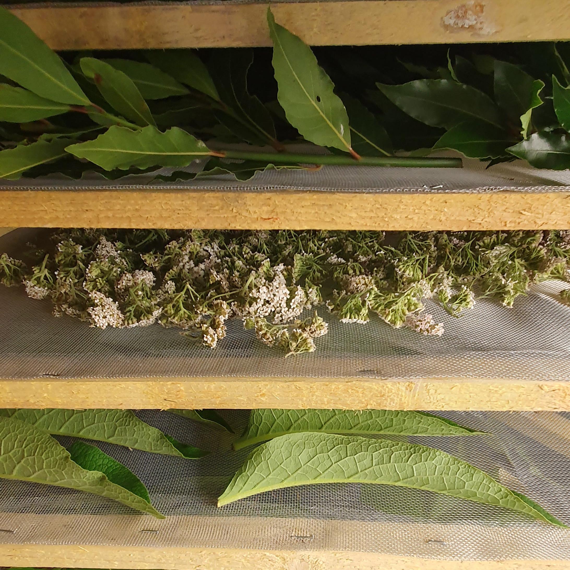 Séchage naturel et artisanal de Plantes Médicinales sur des claies, entre tradition et réglementation.