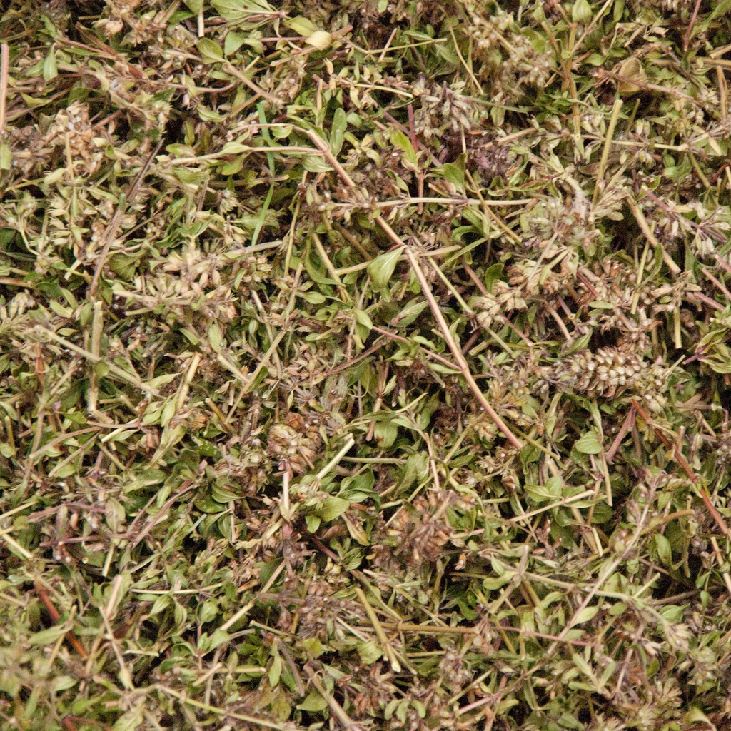 Thym Serpolet après découpe et séchage à moins de 40°C à l'abris de la lumière.