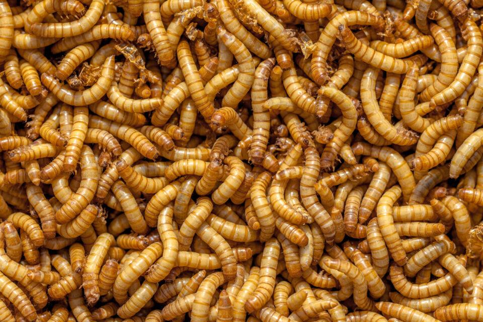 Farine d’insectes vs permaculture : une vraie alternative ?