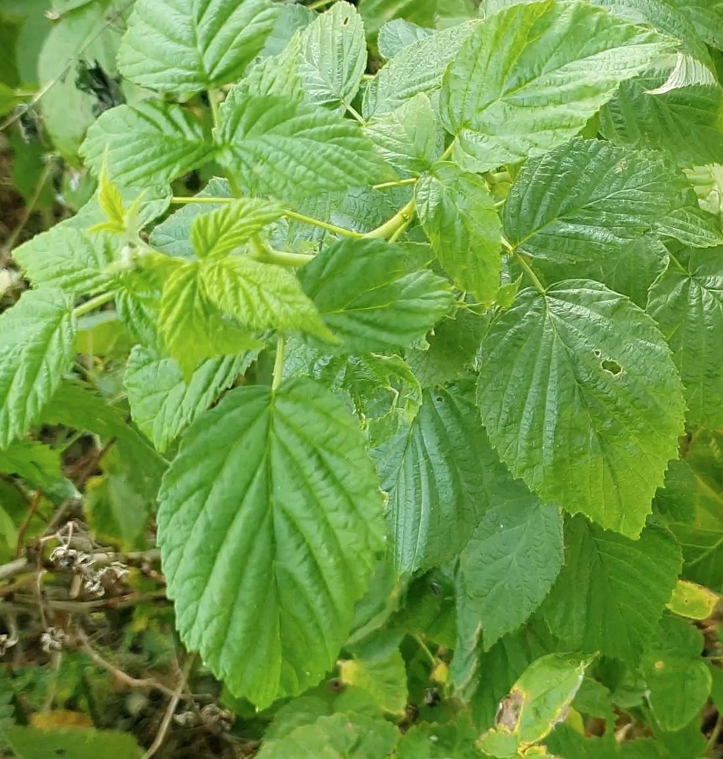 Feuilles de Framboisier en attente de cueillette - phase précdent l'affinage à l'ancienne des feuilles de rubus