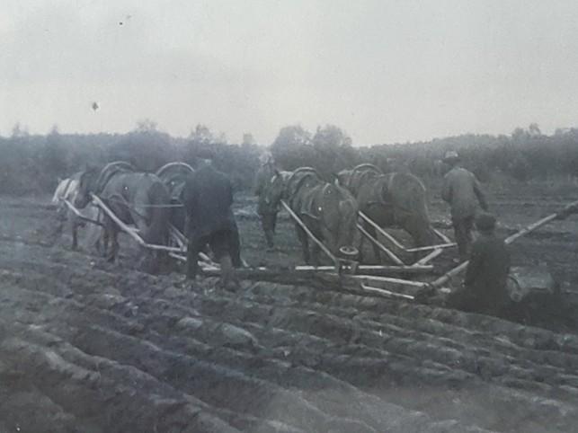 Työntekijät auraavat hevosien avulla sarkaojia 1920-luvulla.