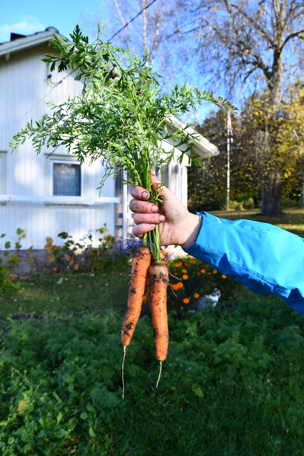 Kädessä tuoreet maasta poimitut oman tilan porkkanat.