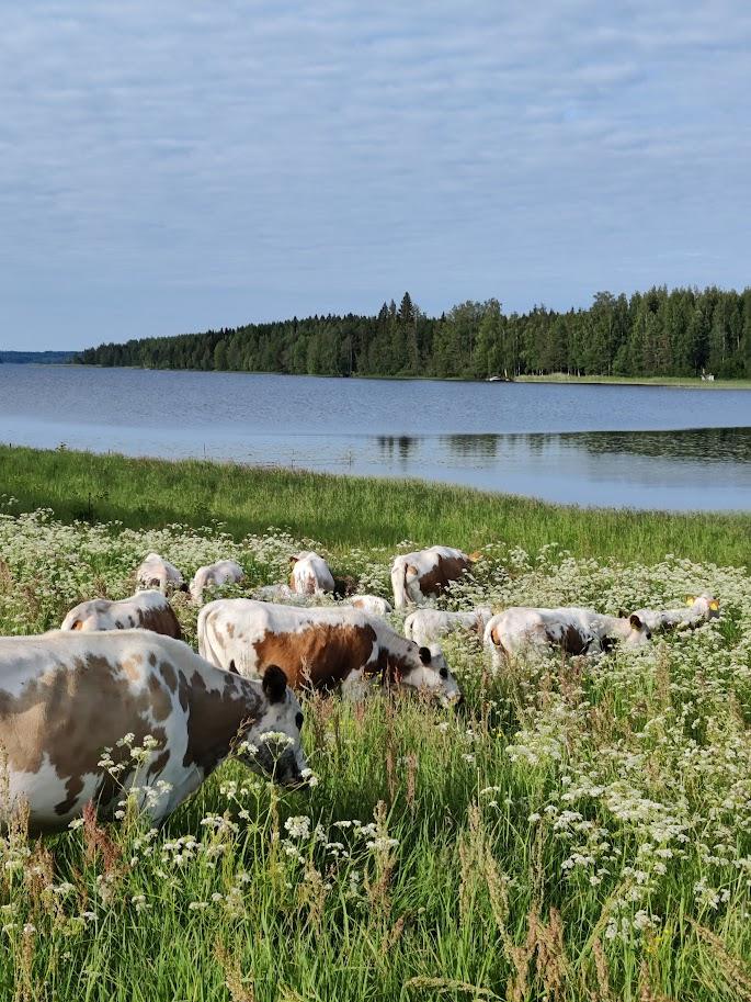 Lehmiä vapaana laitumella metsän reunalla.