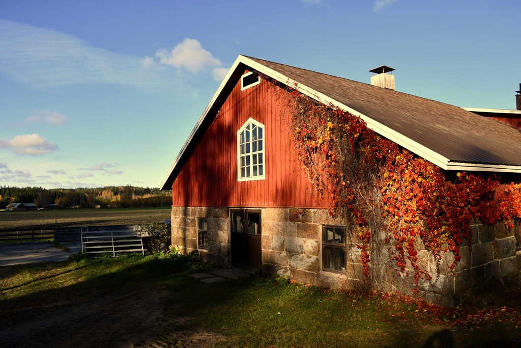 Ansion tilan punainen navetta auringonvalossa.