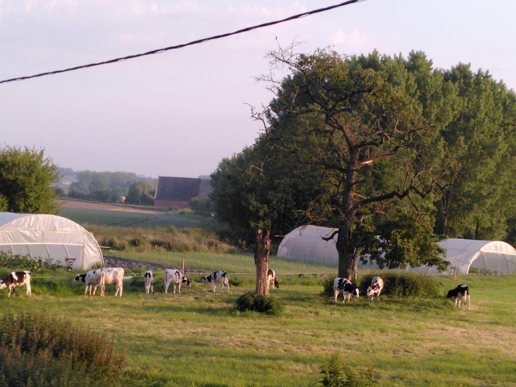 Bocage de l' Avesnois de la Ferme collective .
Avec ses vaches, sa pâture, ses serres