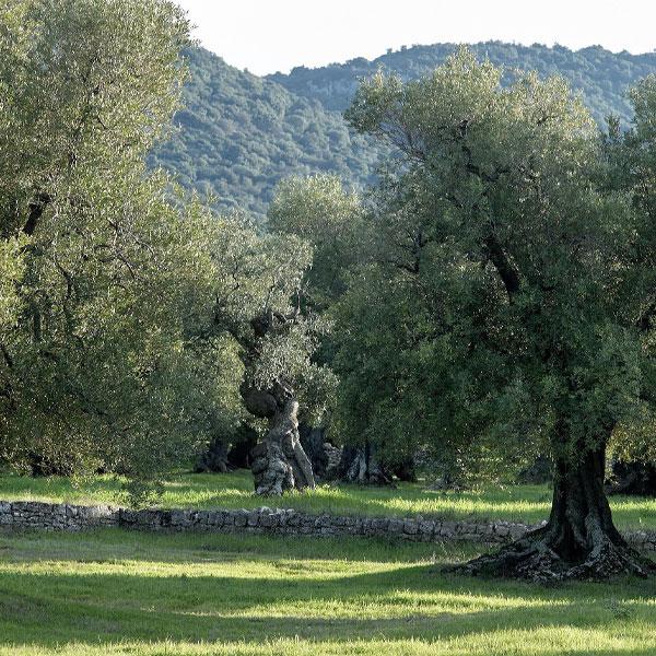 MASSERIA IL FRANTOIO