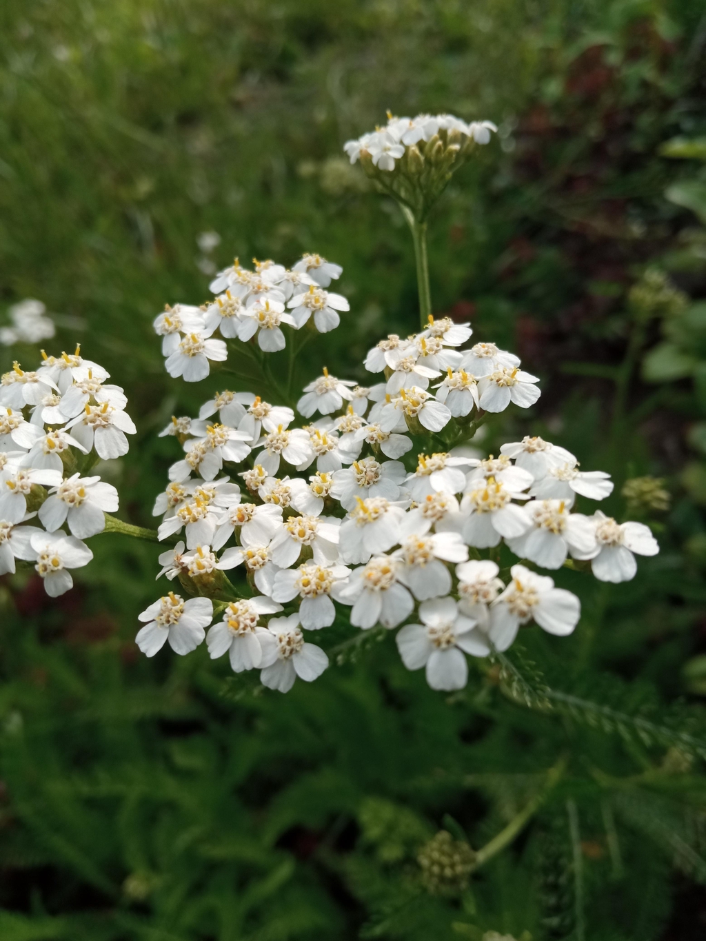 Parastais pelašķis.