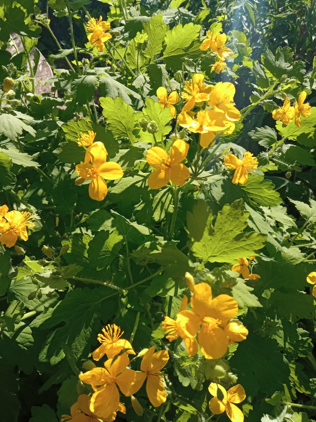 Lielā strutene - manu produktu simbols, jo tieši ar viņu viss sākās.