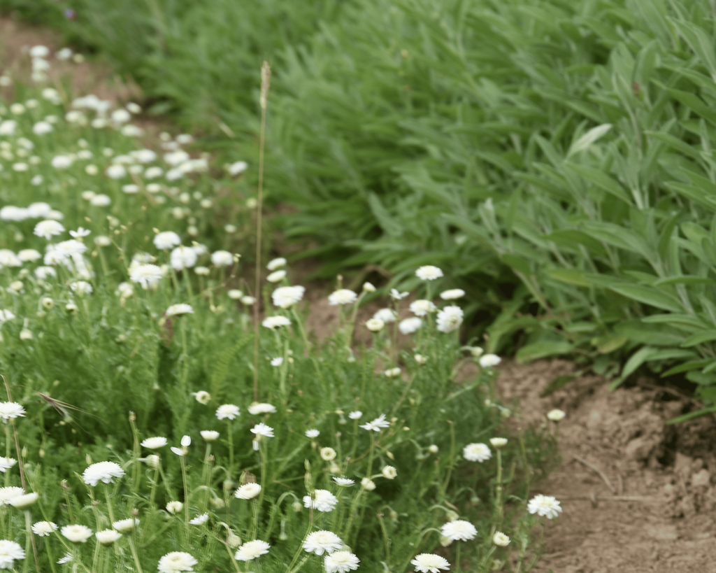 banner_image