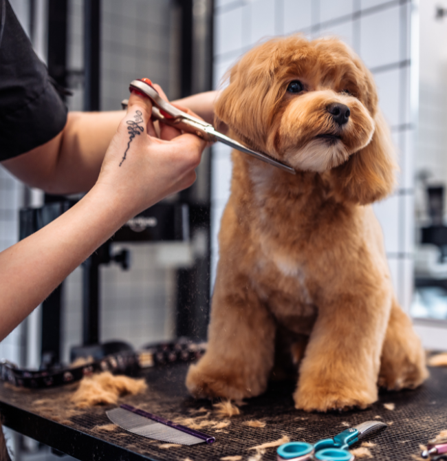 Dog Grooming Services London