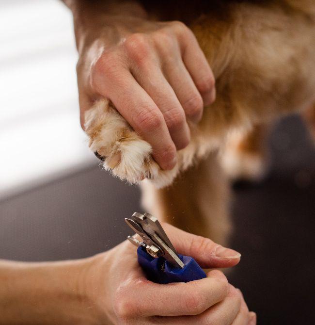 Dog Grooming Services London