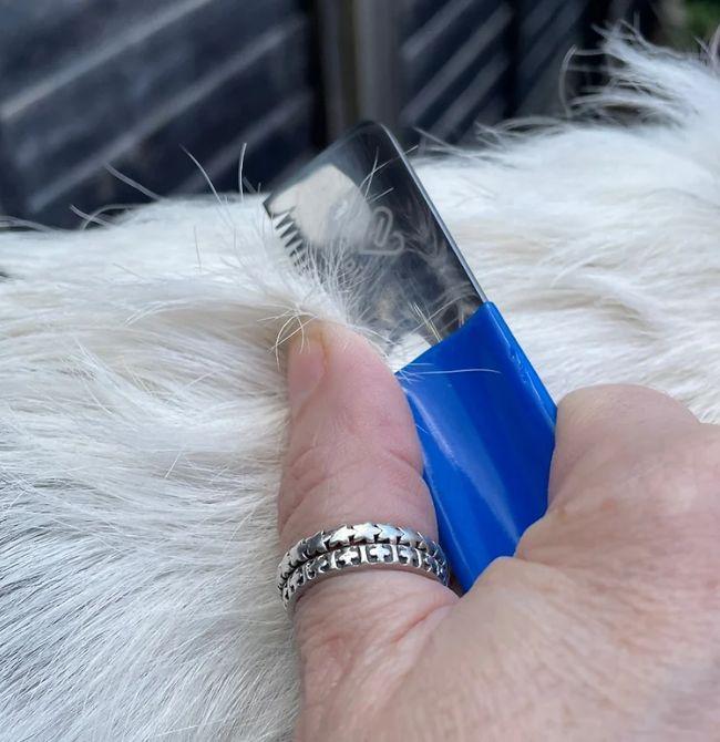 Dog Grooming Services in London
