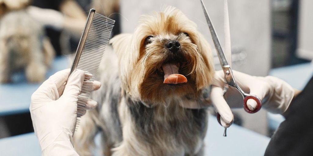 Dog Grooming Services in London