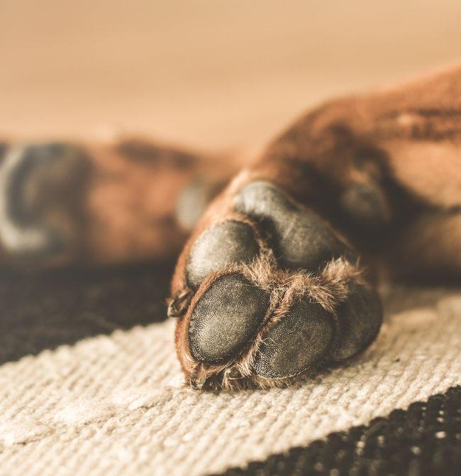 Dog Grooming Services in London