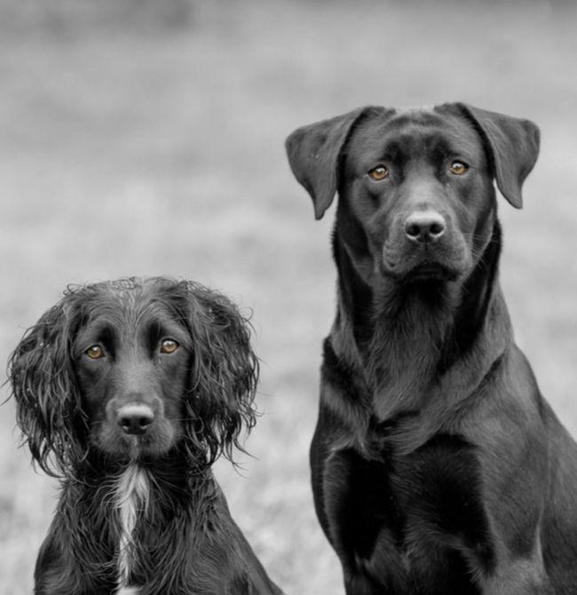 Dog Grooming Services London