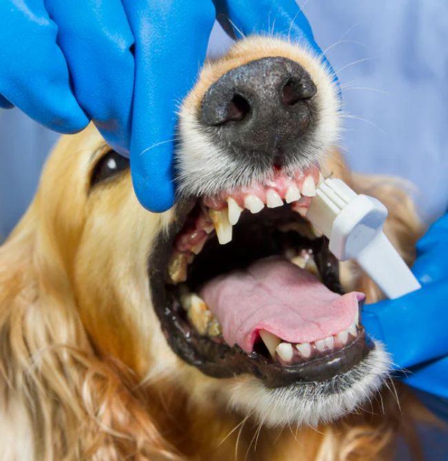 Dog Grooming Services in London