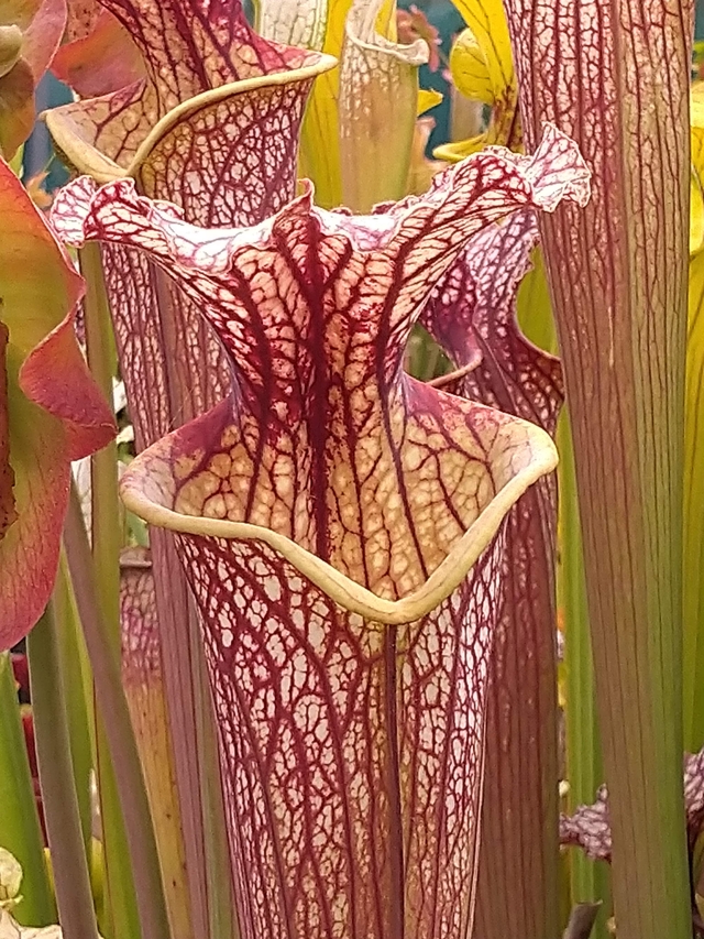 wivey carnivorous logo large pitcher plant.