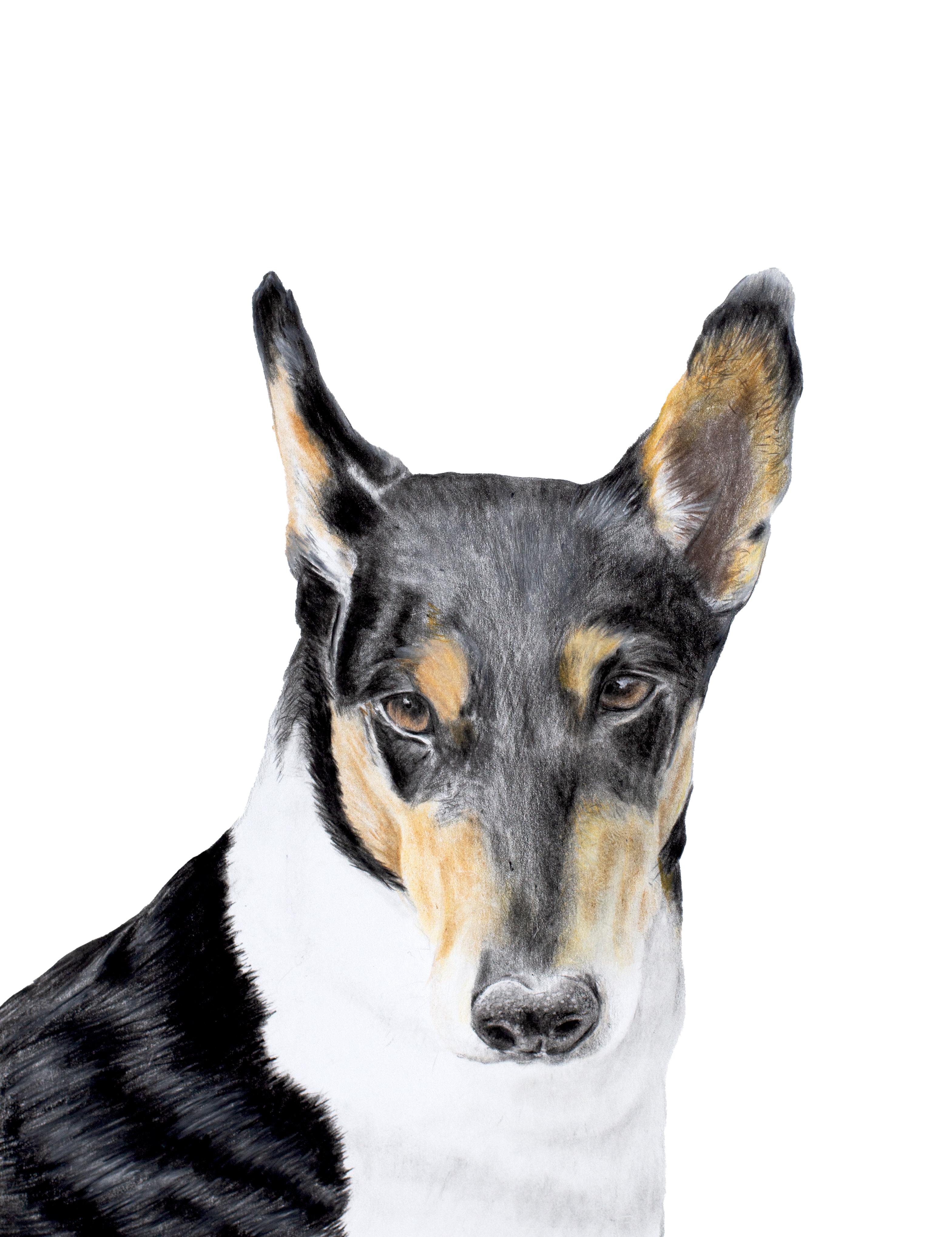 Pet Portraits