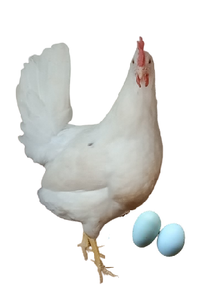 Poules de ponte