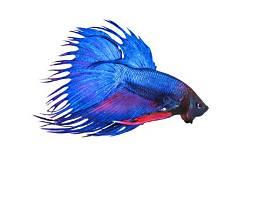 Bettas de sélection Domestik Park
