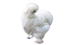 Poules naines