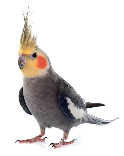 Lapins et oiseaux