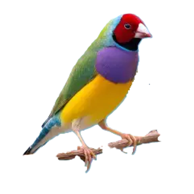 Oiseaux