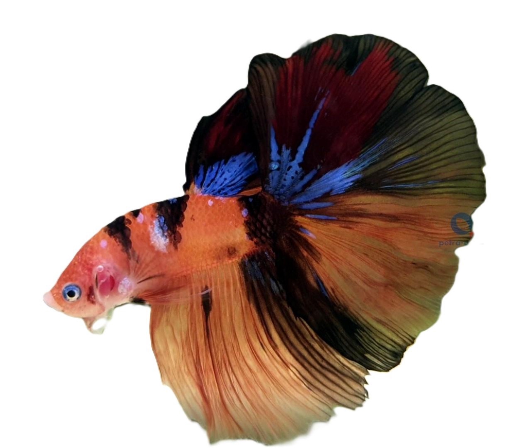 
Bettas de sélection domestik Park 04700