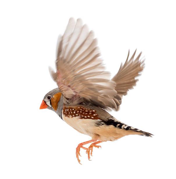 Oiseaux exotiques Domestik Park 04700 La Brillanne