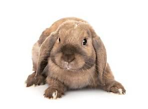 Lapins nains et cobayes en vente à Domestik Park 04700 La Brillanne