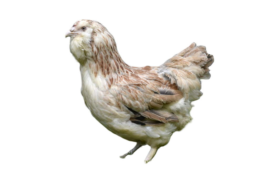 product_list_image_cover