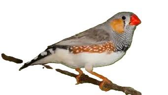 Oiseaux exotiques Domestik Park 04700 La Brillanne