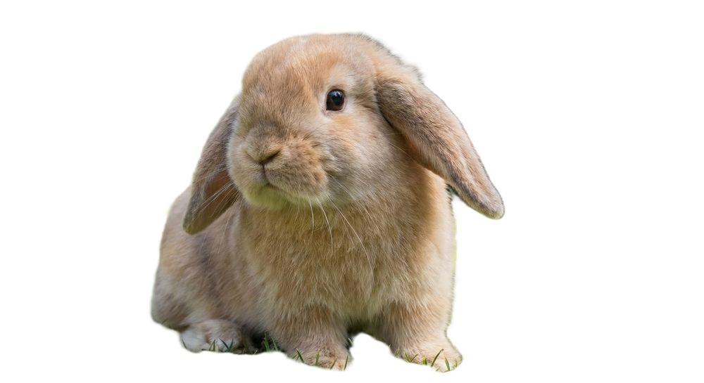 Lapins nains et cobayes en vente à Domestik Park 04700 La Brillanne