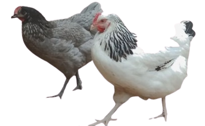 Domestik Park, vente de poules pondeuses  04 PACA