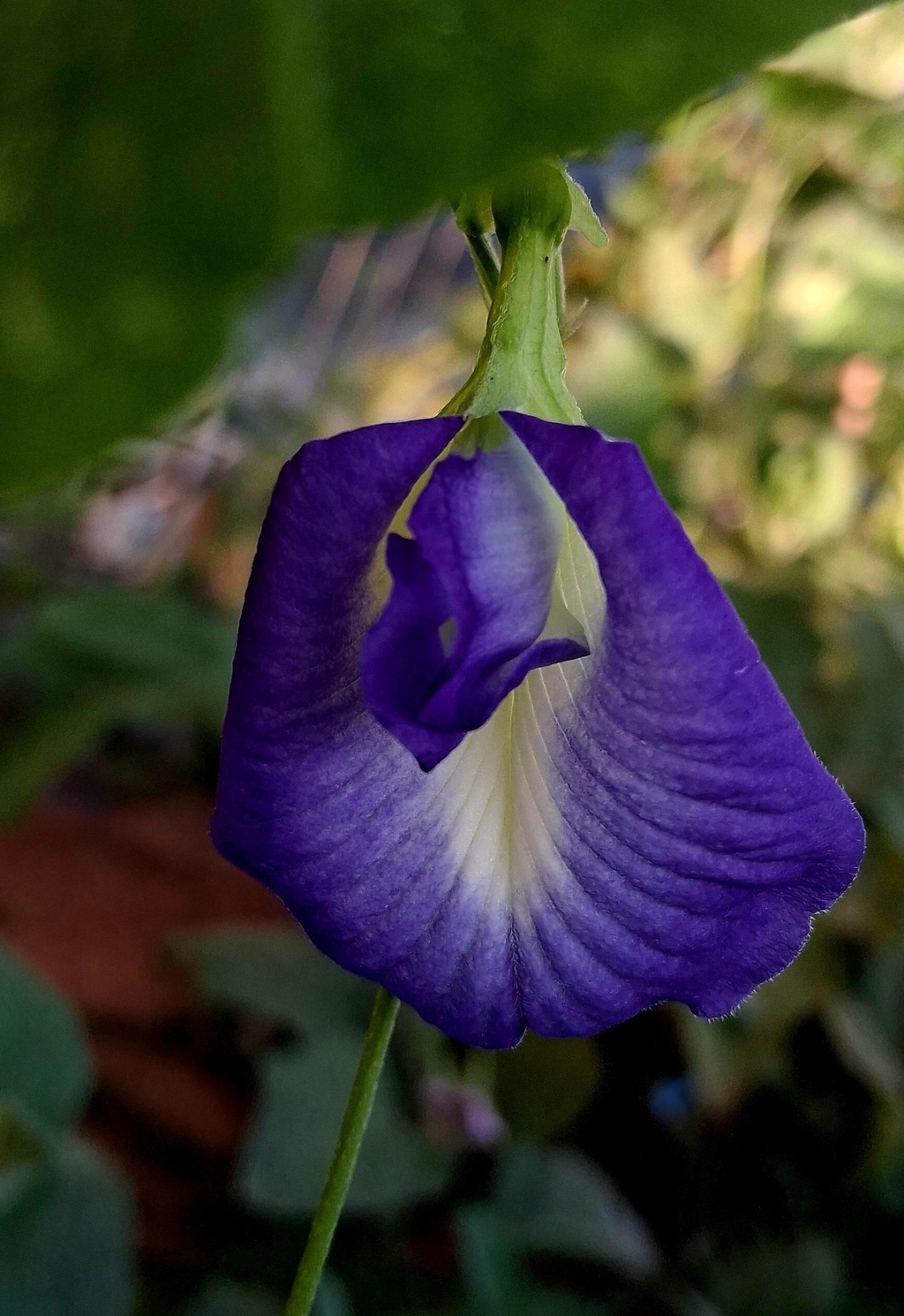 Premier Pois Papillon du jardin