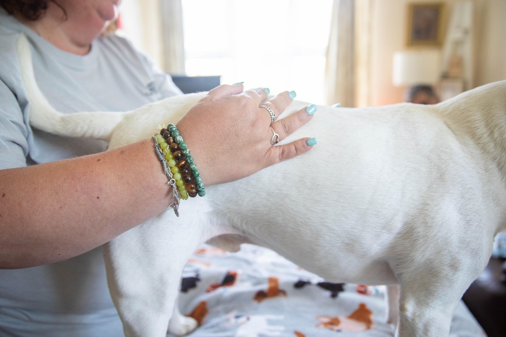 Animal Reiki
