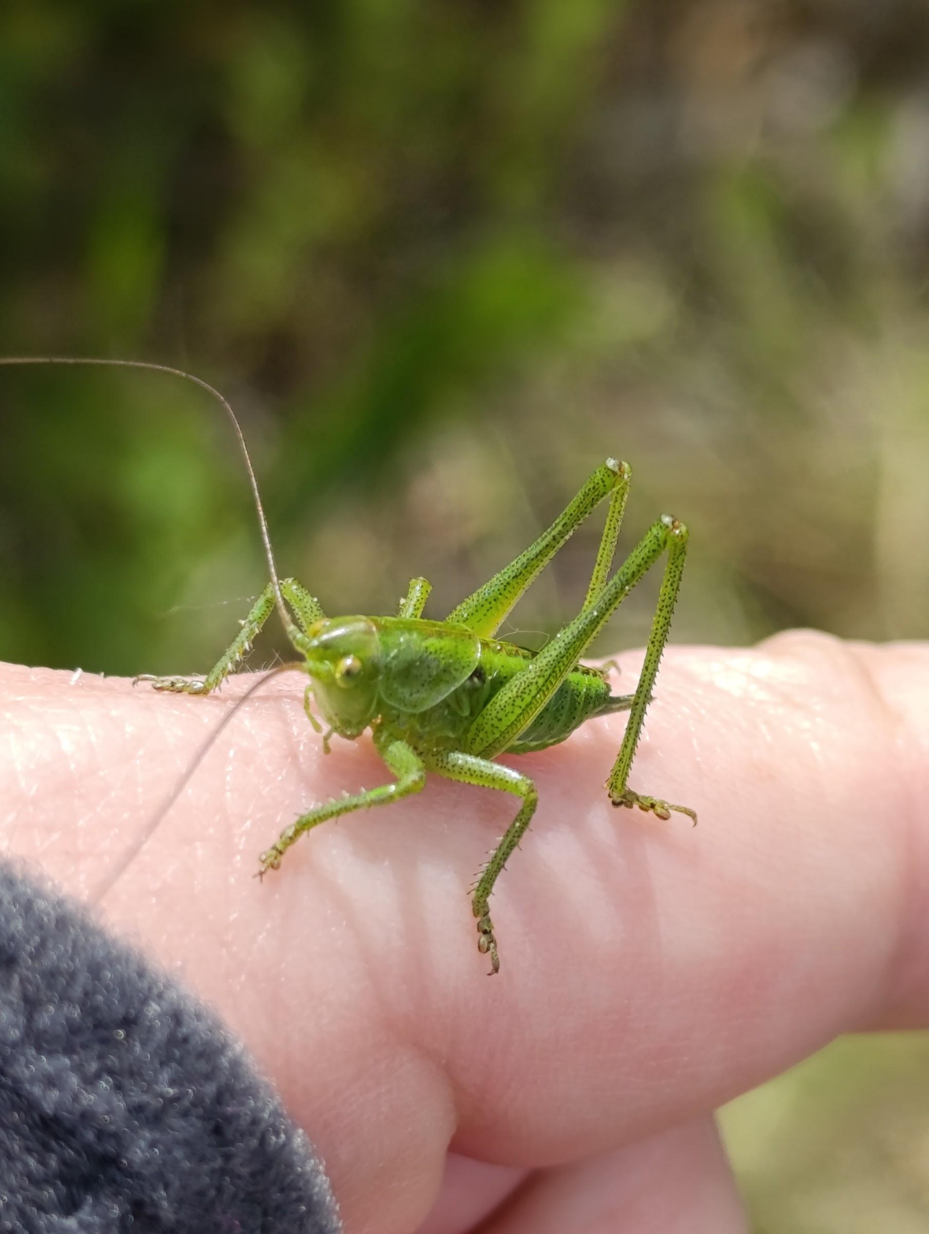 À l'aise avec les petites bêtes