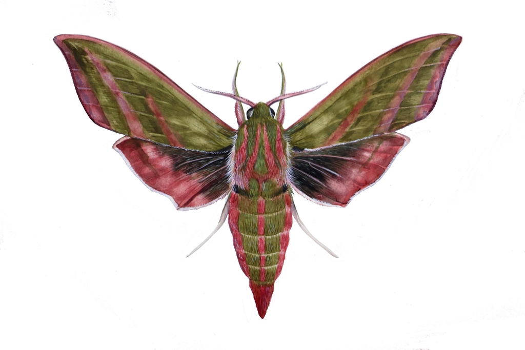 Original watercolour painting Elephant Hawkmoth