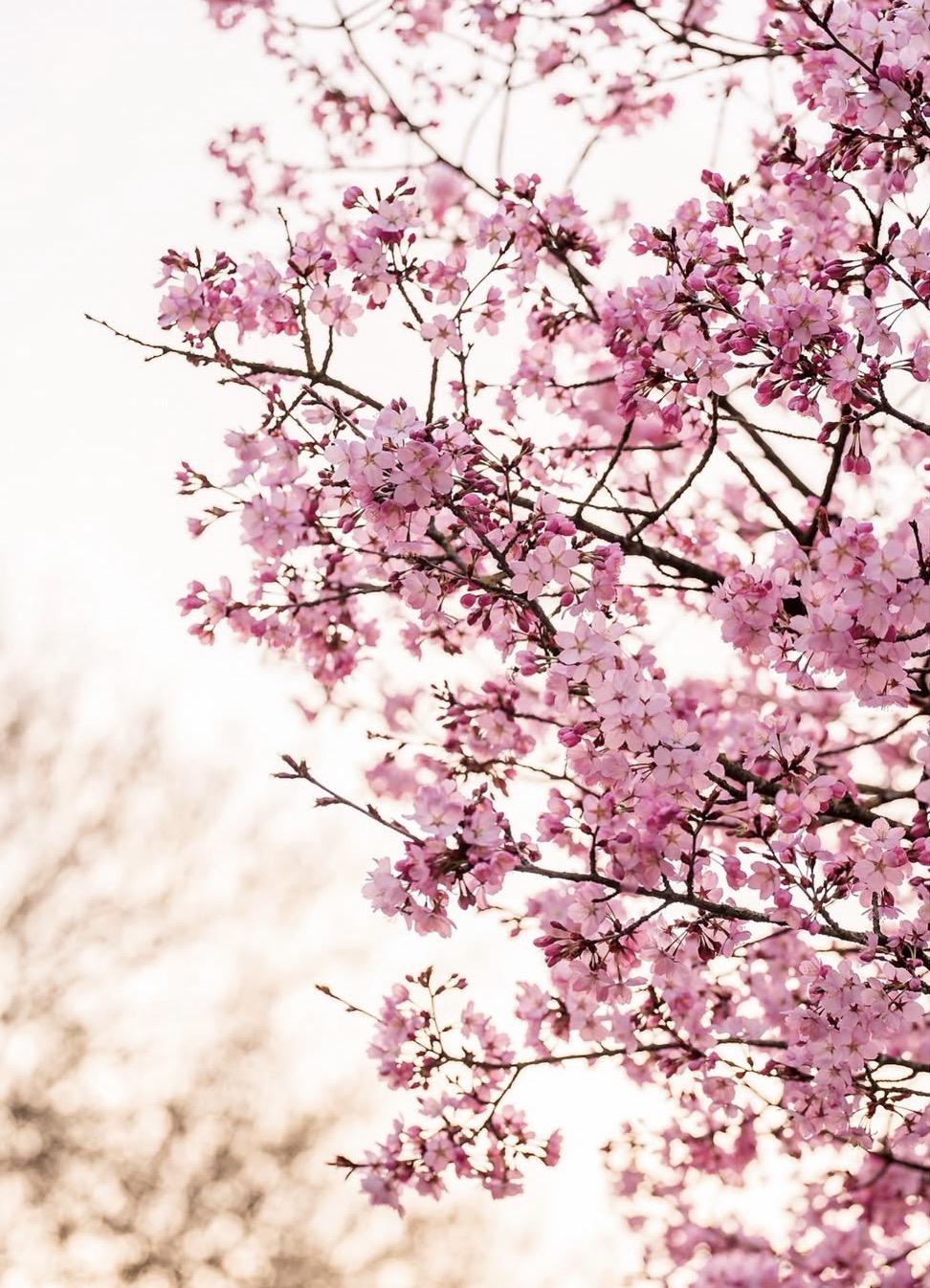 Cerisier du Japon : pourquoi sa floraison est-elle si courte ?