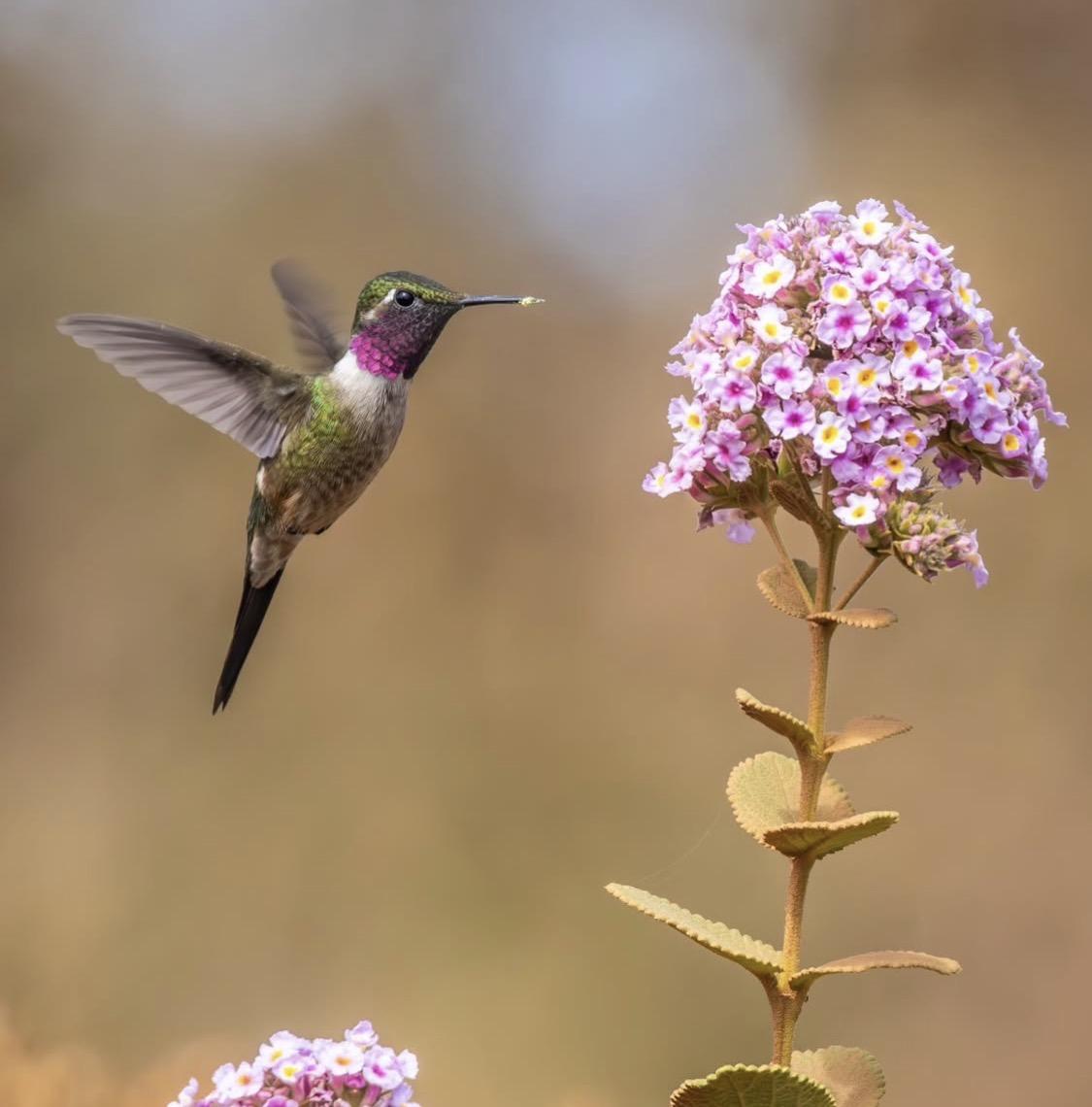 Le secret du vol stationnaire du colibri