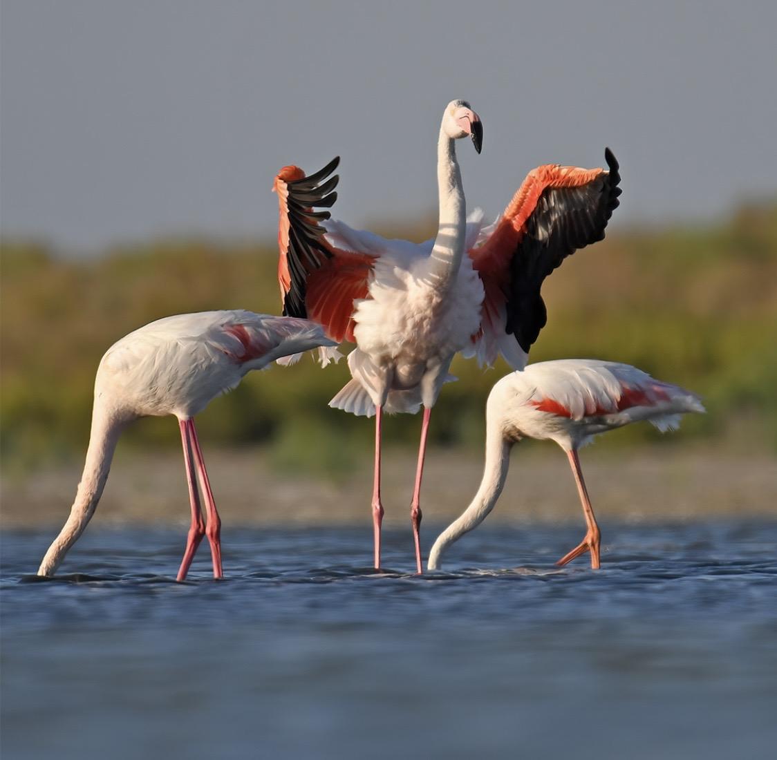 aille du flamant rose : quelle est sa hauteur et ses caractéristiques ?