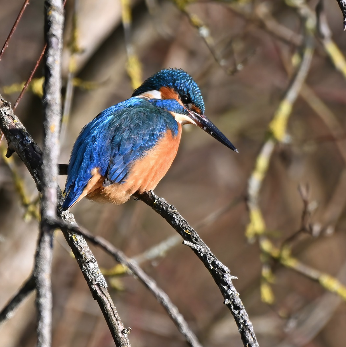 Le secret du martin-pêcheur : pourquoi ferme-t-il une troisième paupière en plongeant ?