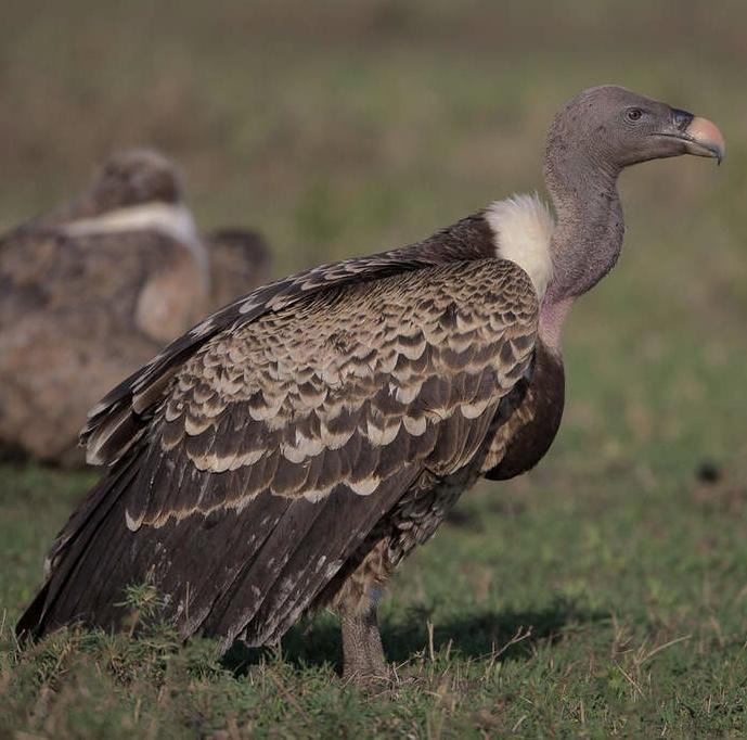Info nature, découvrir la nature