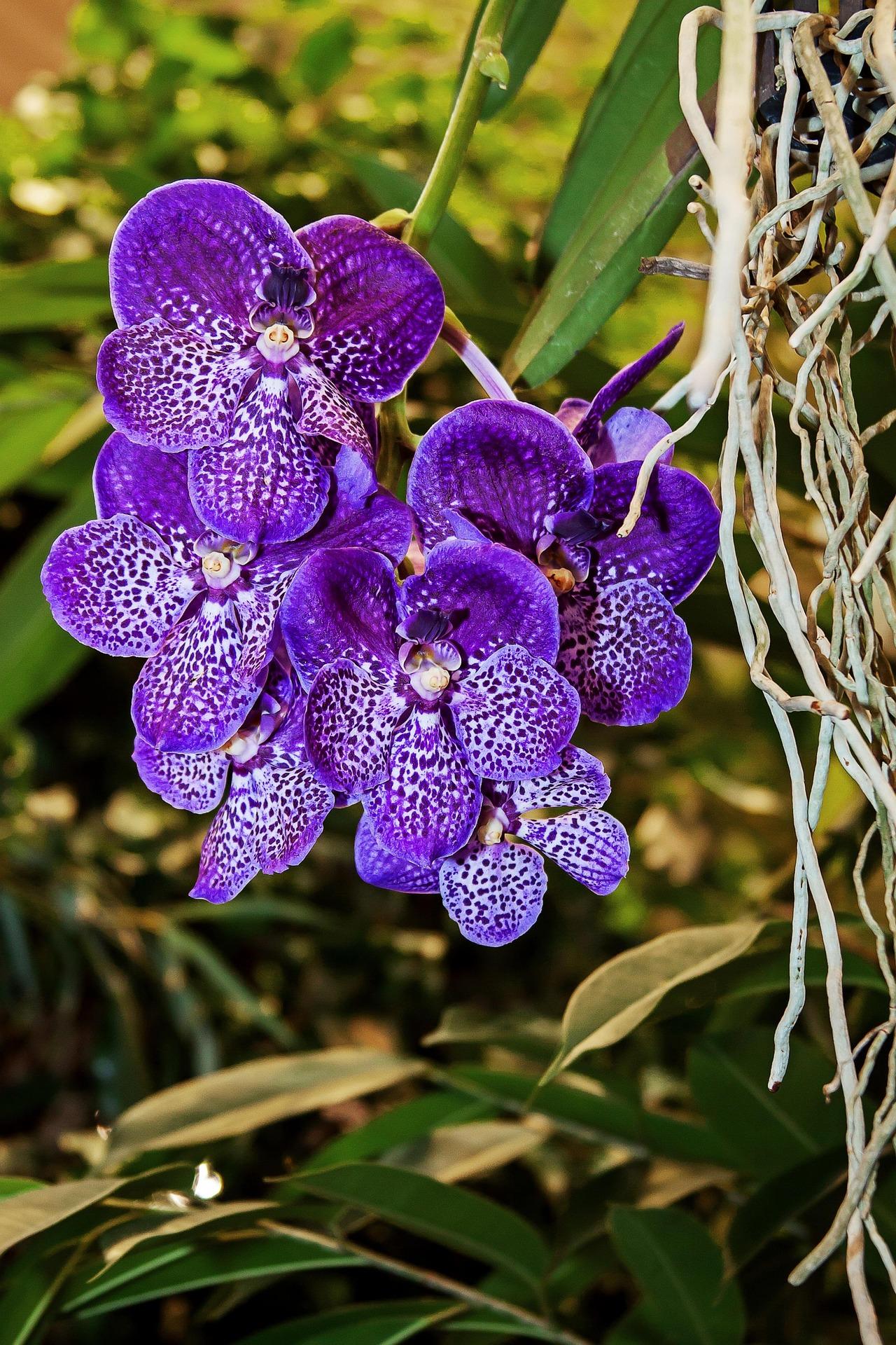 Vanda Care