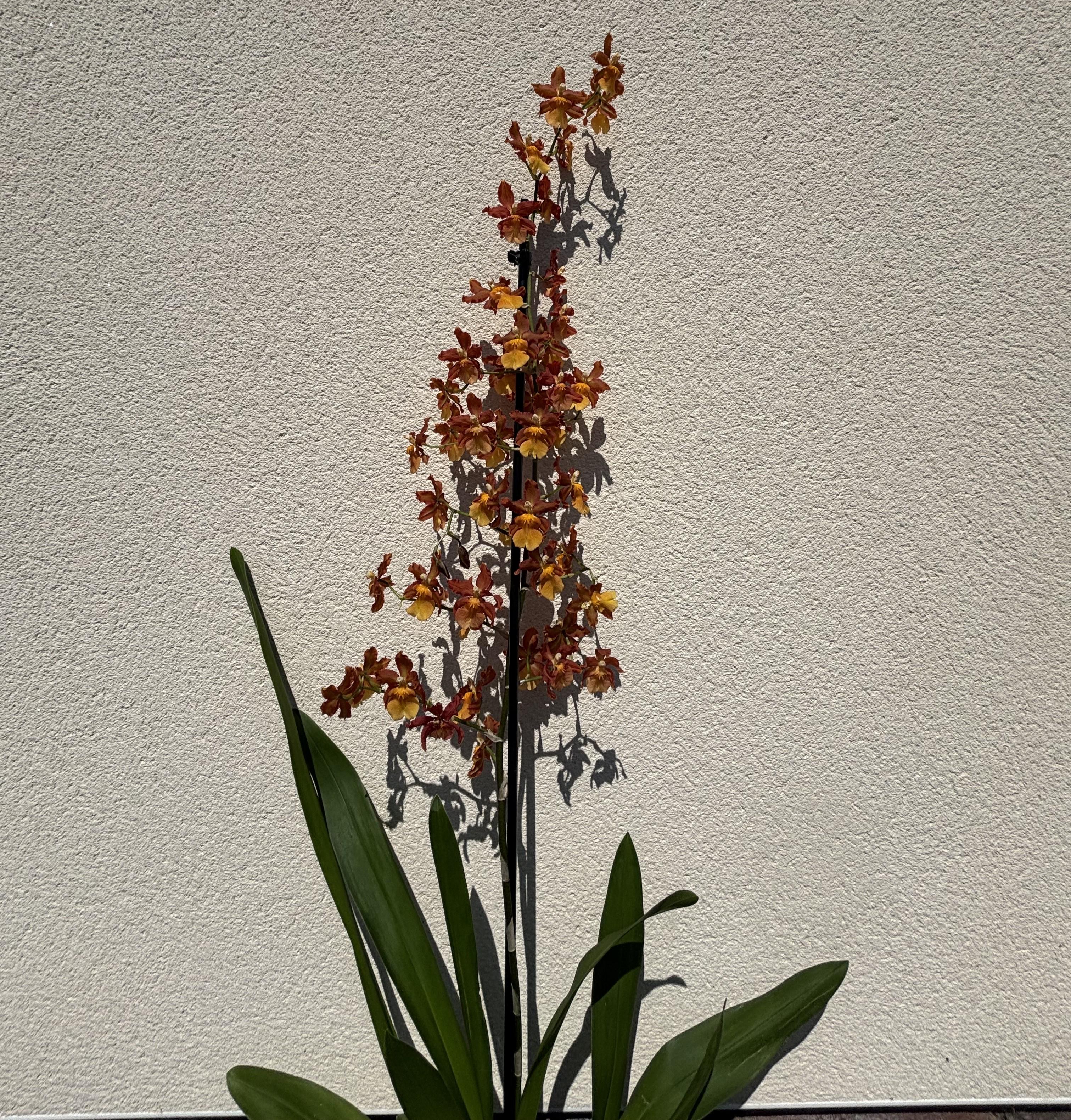 Oncidium Care