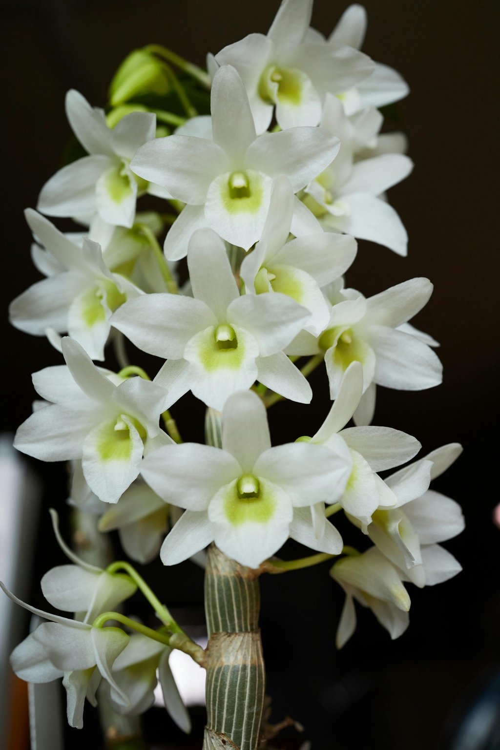 Dendrobium Care Sheet